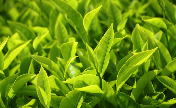 Groene-thee-blog.jpg